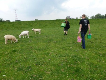 Lammfromme Besucher an der Hetlinger Schanze