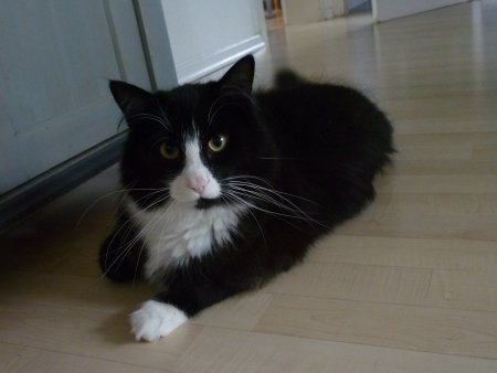 Hannes