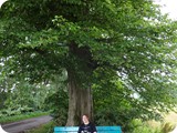 Under the oak, h, beech