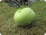 Quotenkohlrabi
